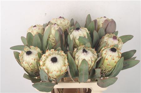 <h4>Protea M Ice Queen</h4>