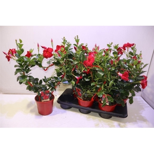 arr8 Mande Sun Red Hartvorm