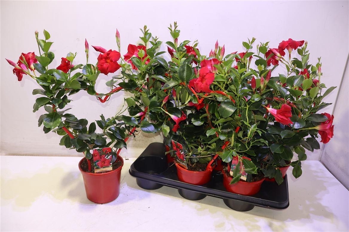 <h4>arr8 Mande Sun Red Hartvorm</h4>