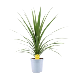 Cordyline Australis Verde - 21cm