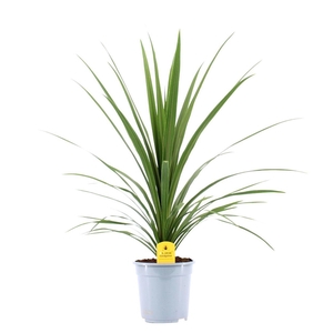 Cordyline Australis Verde - 21cm