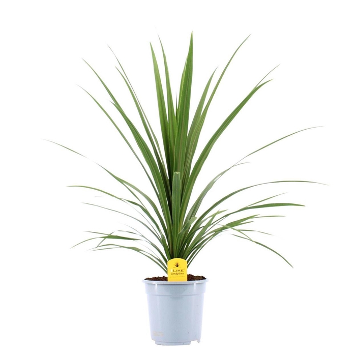 <h4>Cordyline Australis Verde - 21cm</h4>