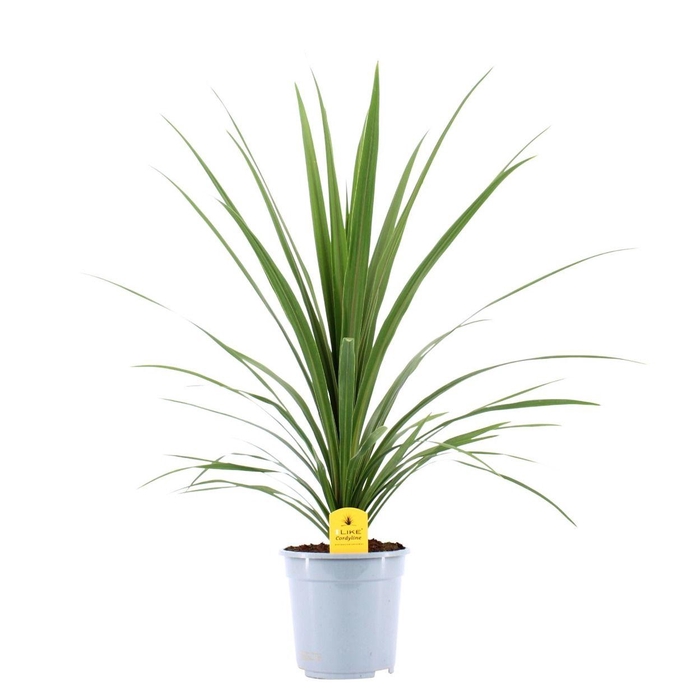 <h4>Cordyline Australis Verde - 21cm</h4>