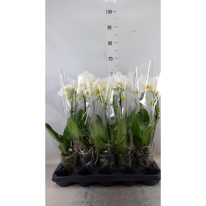 Phalaenopsis  'Ant Glasgow'