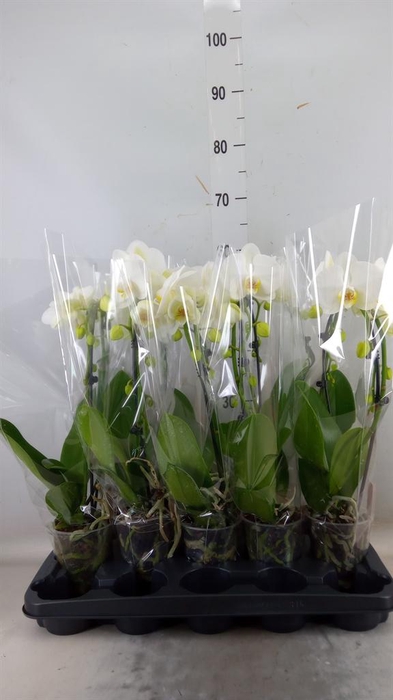 <h4>Phalaenopsis 'Ant Glasgow'</h4>