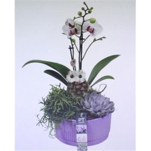 5596 KER PURPLE PHAL