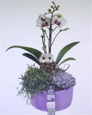 <h4>5596 KER PURPLE PHAL</h4>