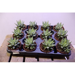 arr8 Haworthia F Concolor