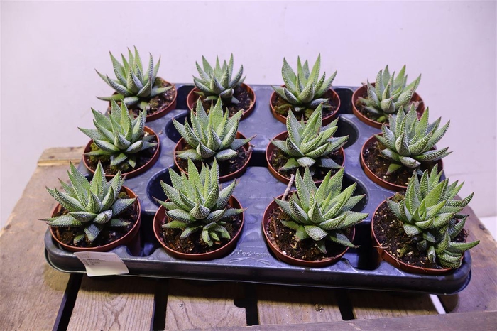 <h4>arr8 Haworthia F Concolor</h4>