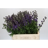 Aconitum Napellus