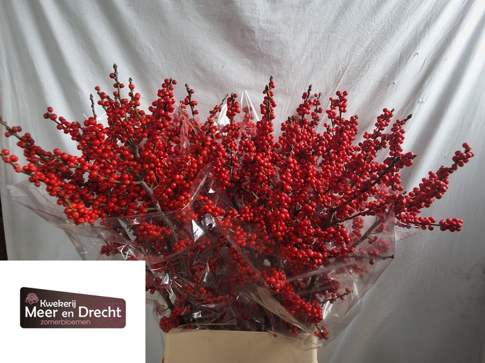 <h4>ILEX VE RODE BES</h4>