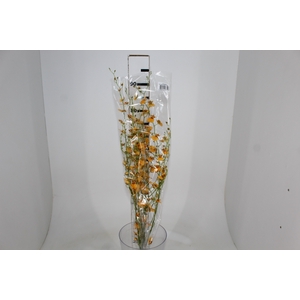 ONCIDIUM GOWER RAMSEY SUNKIST