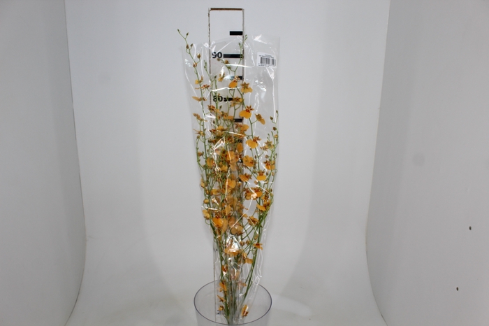 <h4>ONCIDIUM GOWER RAMSEY SUNKIST</h4>