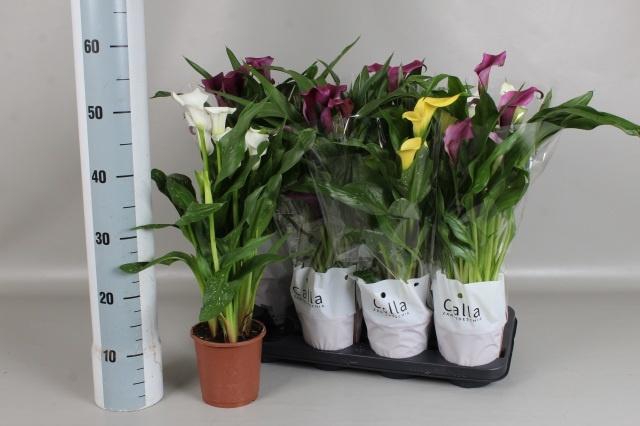 <h4>ZANT GEM 4 KL</h4>