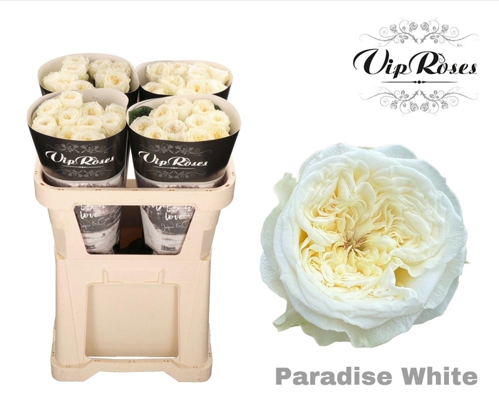 <h4>R GR PARADISE WHITE</h4>
