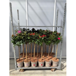 ROSA ST MIXKAR