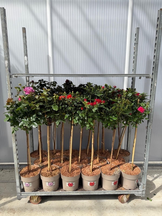 <h4>ROSA ST MIXKAR</h4>