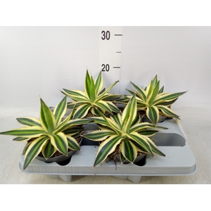 Agave lophantha 'Quadricolor'