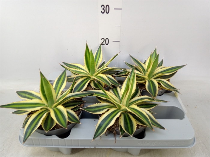 <h4>Agave lophantha 'Quadricolor'</h4>