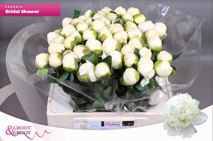 <h4>PAEO L BRIDAL SHOWER</h4>