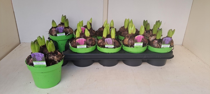 <h4>HYACIN GEM 3 KL</h4>