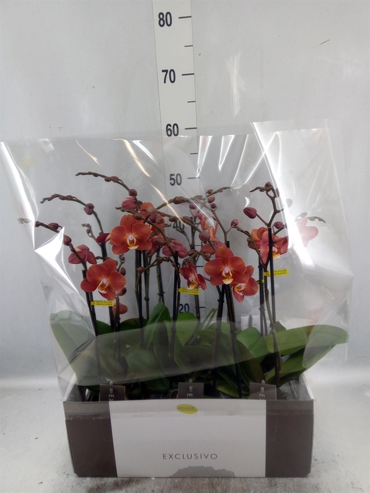 <h4>Phalaenopsis  'Horizion'</h4>