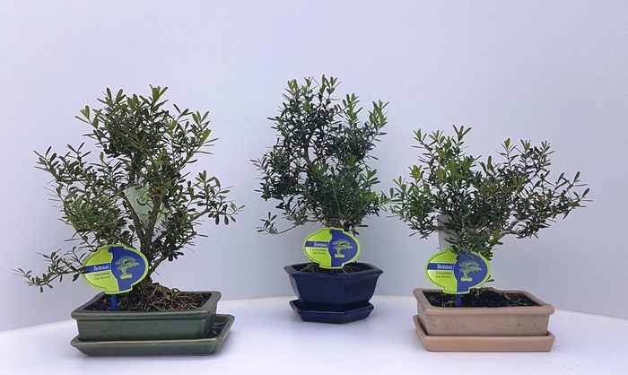 <h4>Bonsai mix of Buxus harlandii, indoor, pot 13-18cm. Height 25-30 cm. Various potsizes and pot colour , with driptray.</h4>