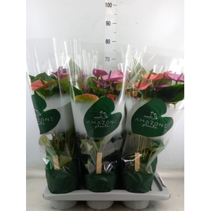 Anthurium andr. 'Cavalli'
