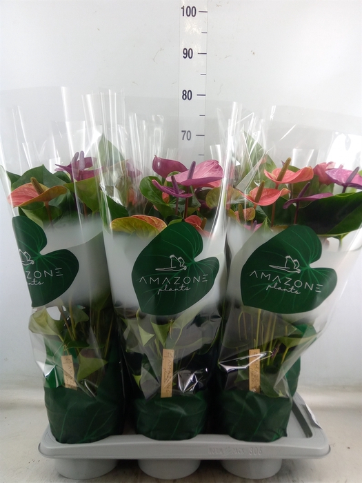 <h4>Anthurium andr. 'Cavalli'</h4>