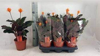<h4>Calat Crocata 2-3+++</h4>