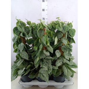 Scindapsus pictus 'Silvery Ann'