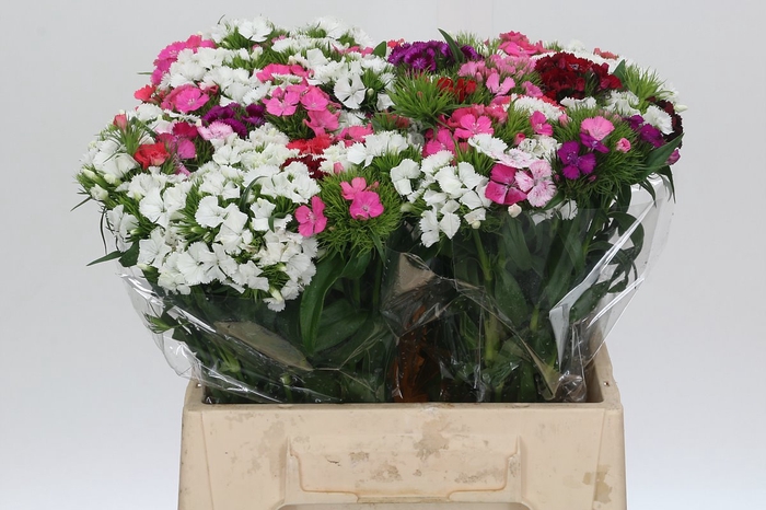 <h4>Dianthus Br Mix Rainbow</h4>