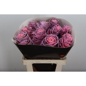 Brassica Wx (ex) Roze