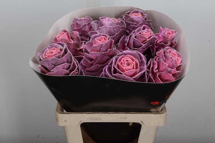 <h4>Brassica Wx (ex) Roze</h4>