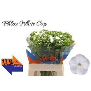 Phlox P Whitecap