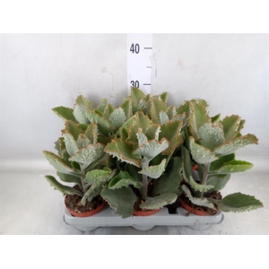 Kalanchoe NF beharensis
