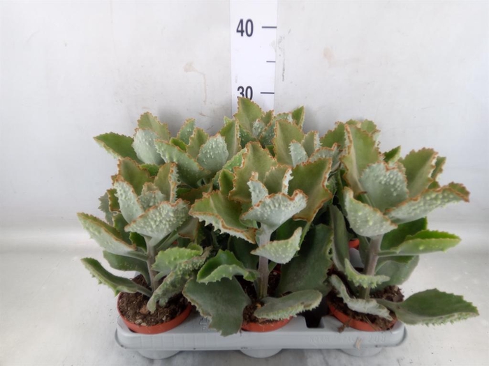 <h4>Kalanchoe NF beharensis</h4>