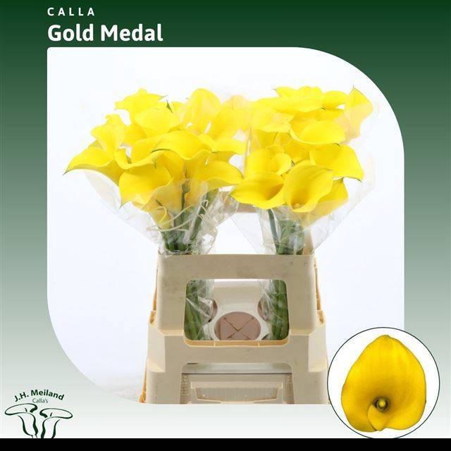 <h4>ZANT GOLD MEDAL</h4>