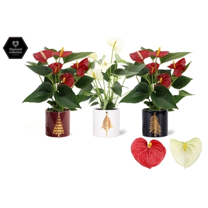 Anthurium Red & White mix in Manon 2 ceramics
