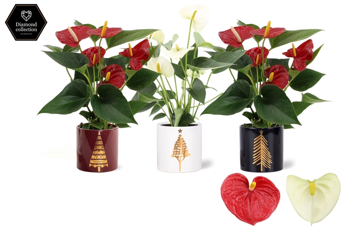<h4>Anthurium Red & White mix in Manon 2 ceramics</h4>