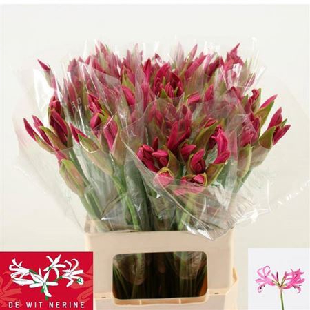 <h4>Nerine Bo Bas Van Roon</h4>