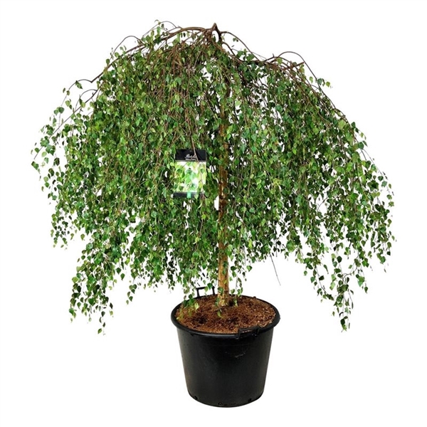 <h4>Betula p. 'Youngii'</h4>