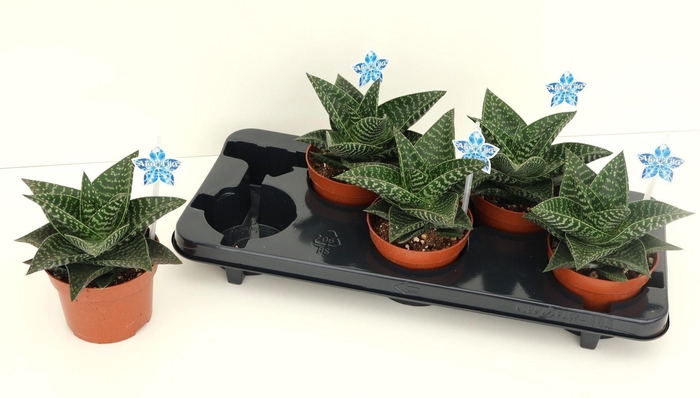 <h4>Gasteraloe Tiki Zilla</h4>
