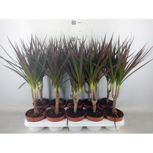 Dracaena marg. 'Magenta'