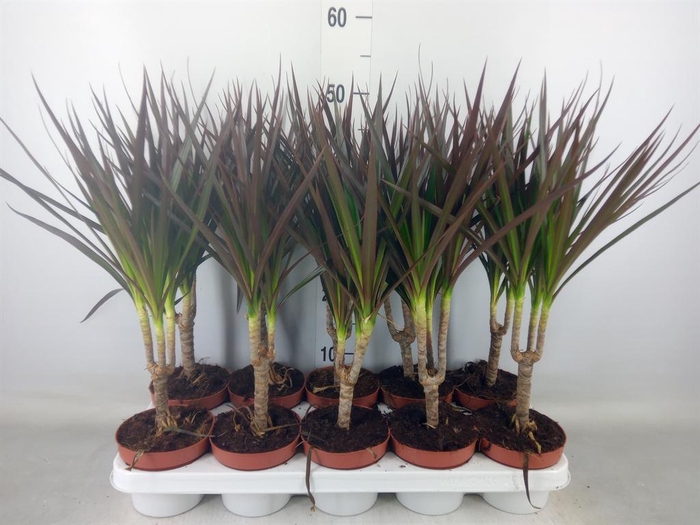 <h4>Dracaena marg. 'Magenta'</h4>