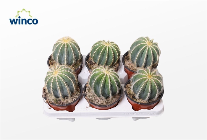 <h4>Notocactus Magnificus</h4>