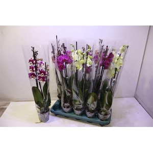 Phal Gem 5 Kl