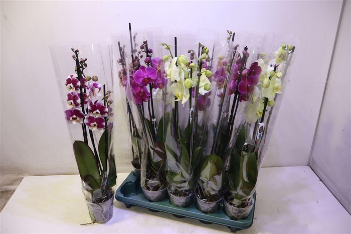 <h4>Phal Gem 5 Kl</h4>
