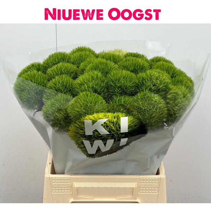 <h4>DI BARB KIWI MELLOW</h4>
