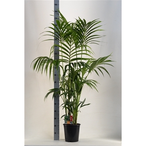 KENTIA - P24 H200 - 6PP (Howea forsteriana)